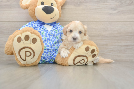 Popular Maltipoo Poodle Mix Pup