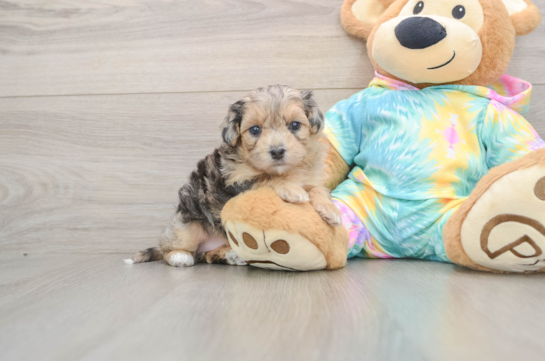 Maltipoo Pup Being Cute