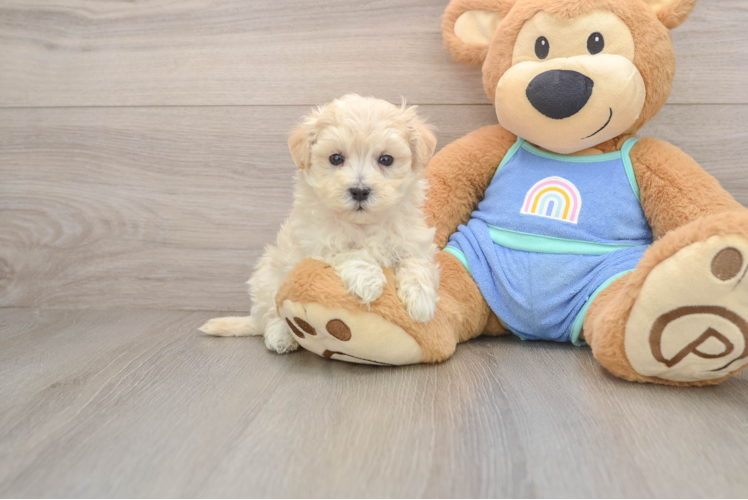 Maltipoo Pup Being Cute
