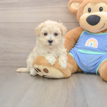 Maltipoo Pup Being Cute