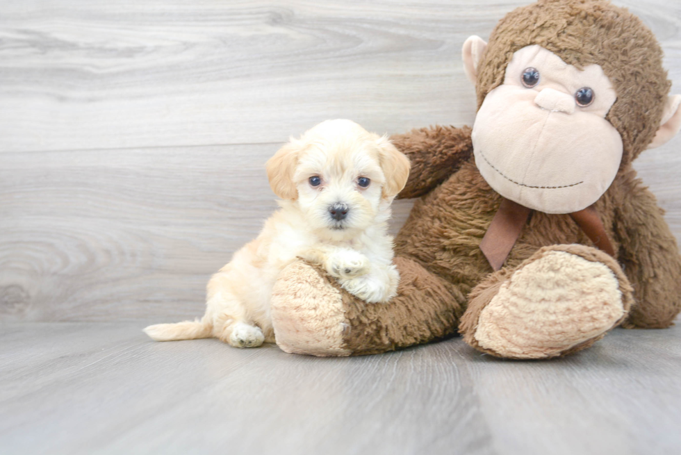 Playful Maltese Poodle Poodle Mix Puppy