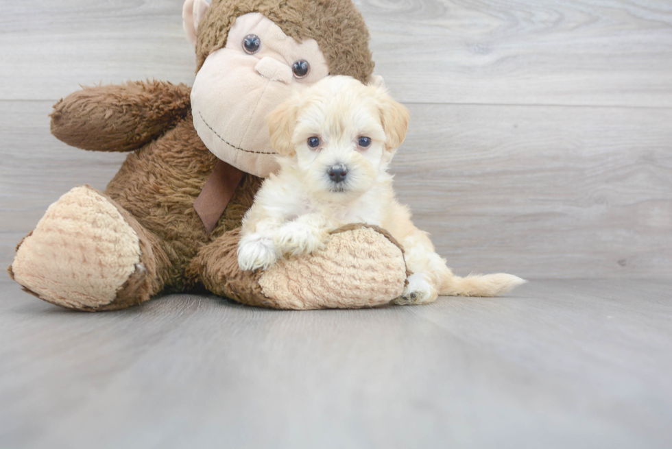 Adorable Maltepoo Poodle Mix Puppy