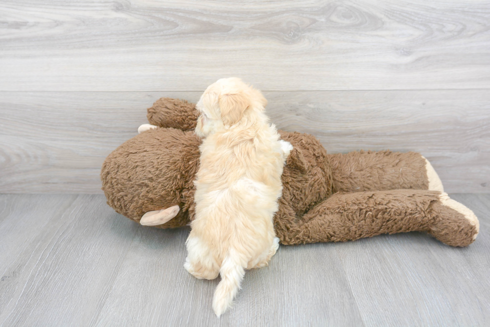 Maltipoo Pup Being Cute