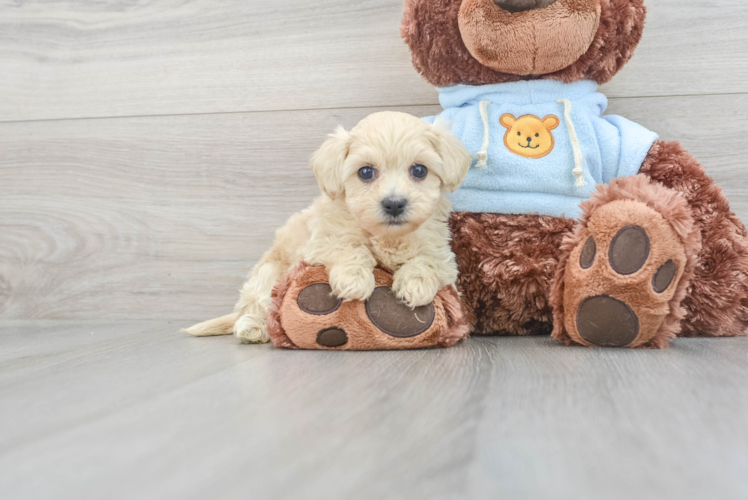 Friendly Maltipoo Baby