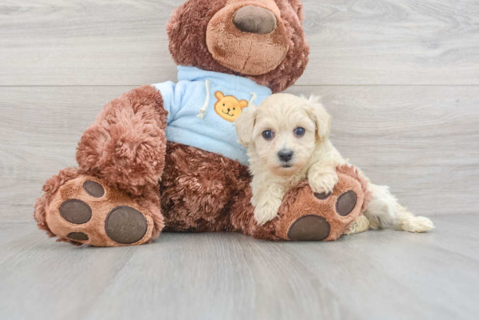 Funny Maltipoo Poodle Mix Pup
