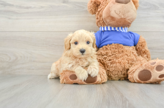 Maltipoo Pup Being Cute