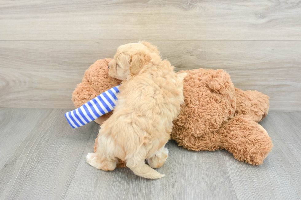 Small Maltipoo Baby