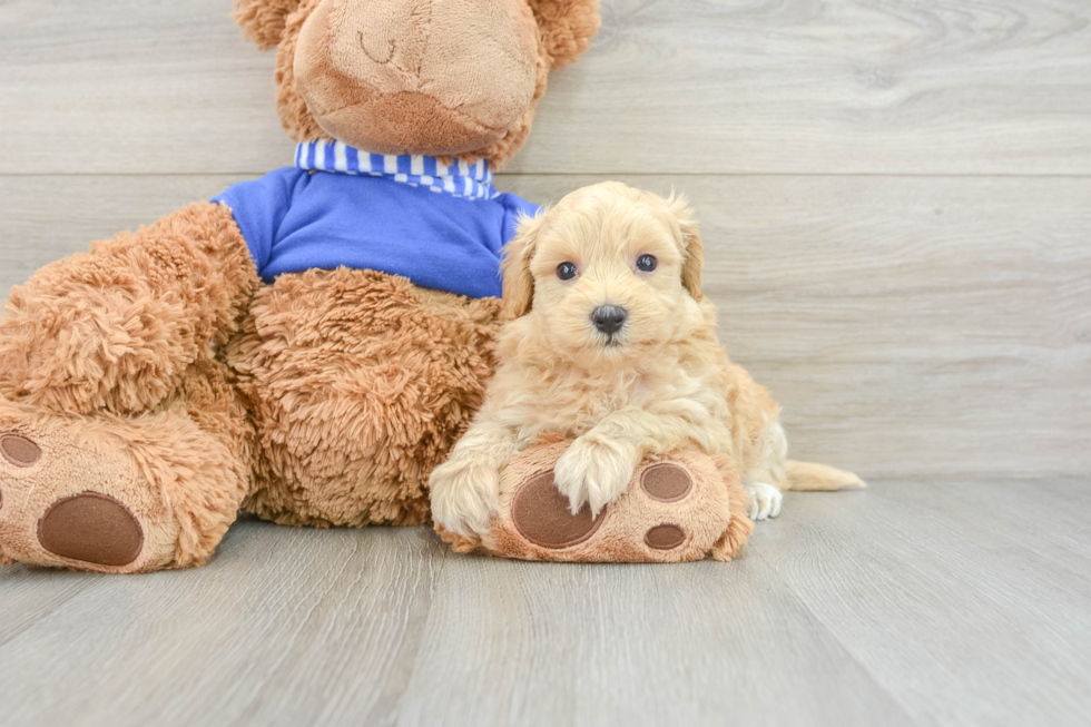 Maltipoo Pup Being Cute