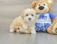 8 week old Maltipoo Puppy For Sale - Premier Pups