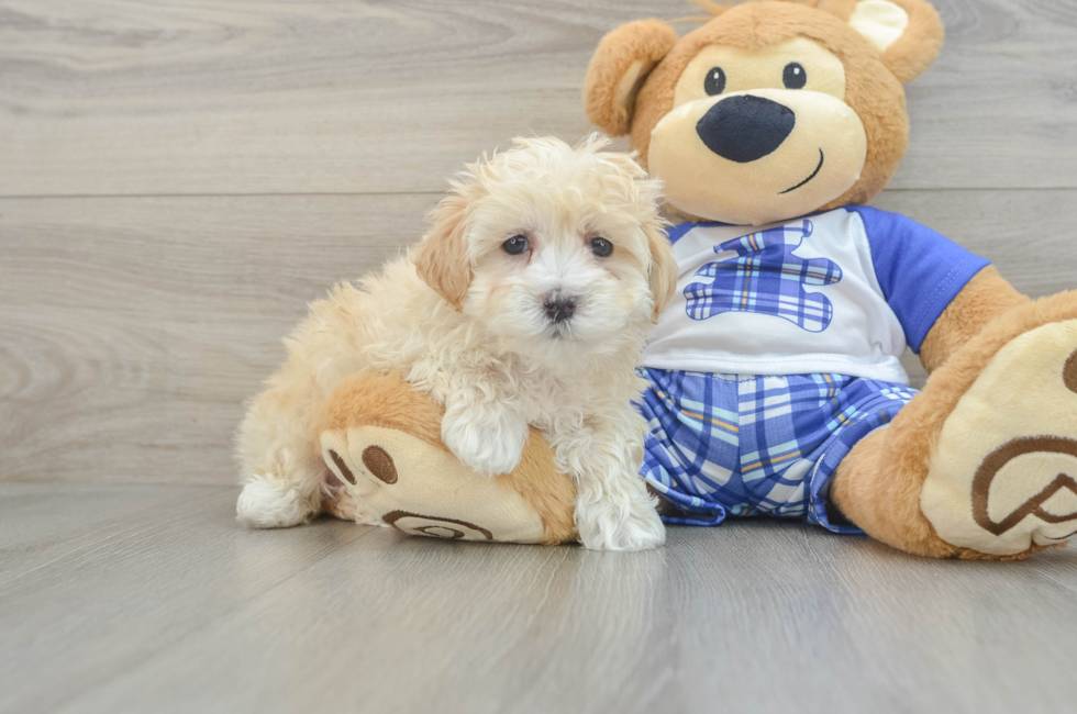 7 week old Maltipoo Puppy For Sale - Premier Pups