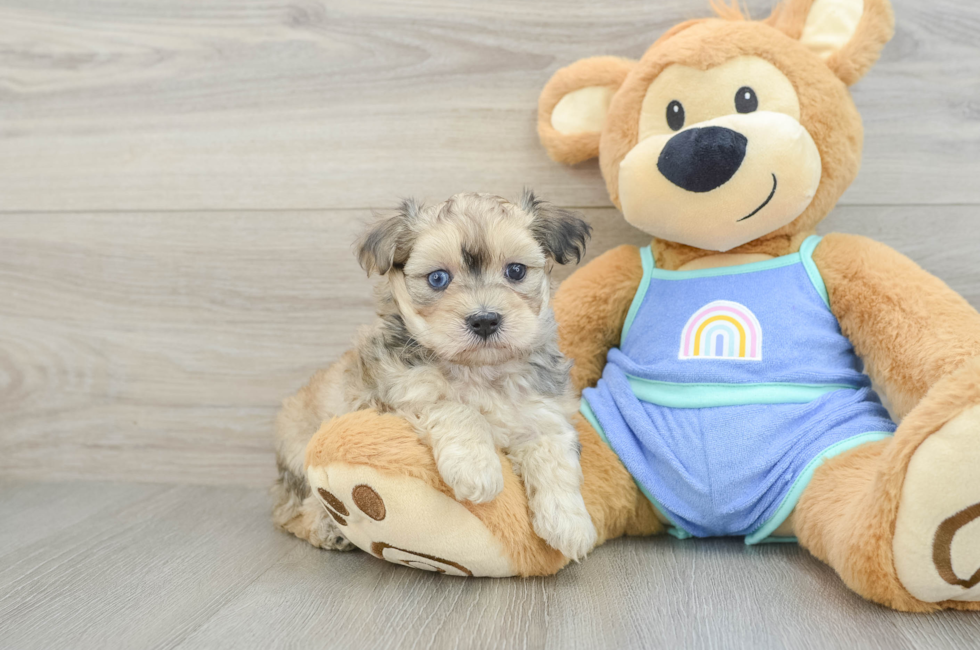5 week old Maltipoo Puppy For Sale - Premier Pups