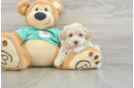 Fluffy Maltipoo Poodle Mix Pup