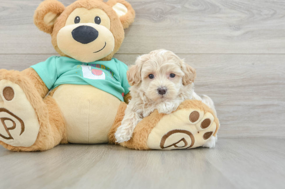 6 week old Maltipoo Puppy For Sale - Premier Pups