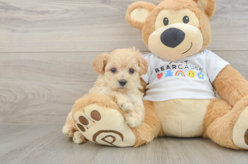 6 week old Maltipoo Puppy For Sale - Premier Pups
