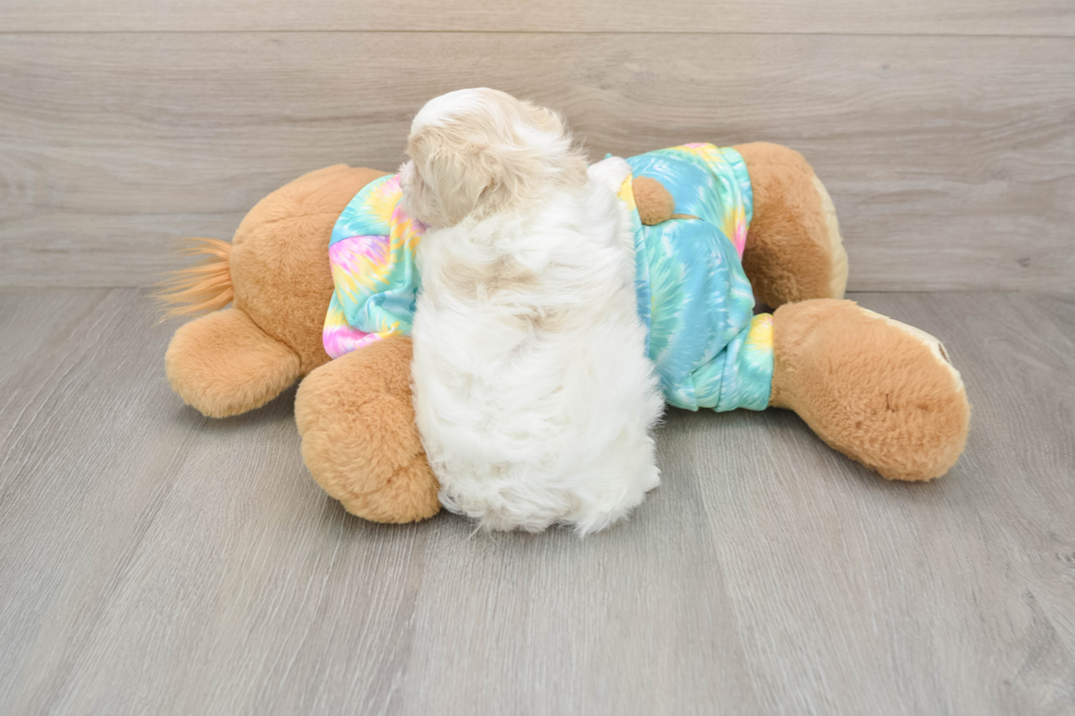 Funny Maltipoo Poodle Mix Pup