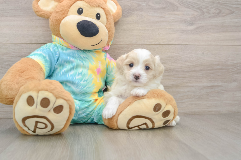 Happy Maltipoo Baby