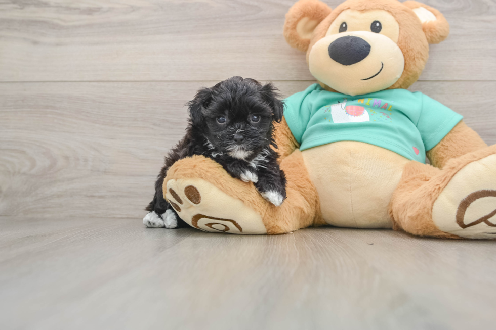 Friendly Maltipoo Baby