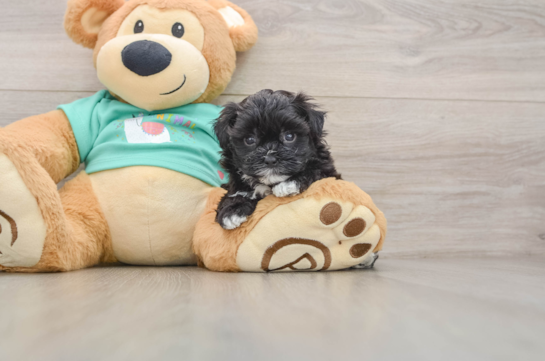 Cute Maltipoo Baby