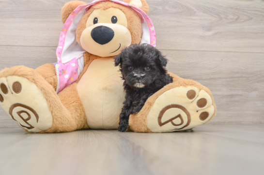 LAWSON, a Maltipoo littermate