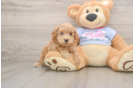 Energetic Malt Oodle Poodle Mix Puppy