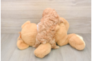 Petite Maltipoo Poodle Mix Pup
