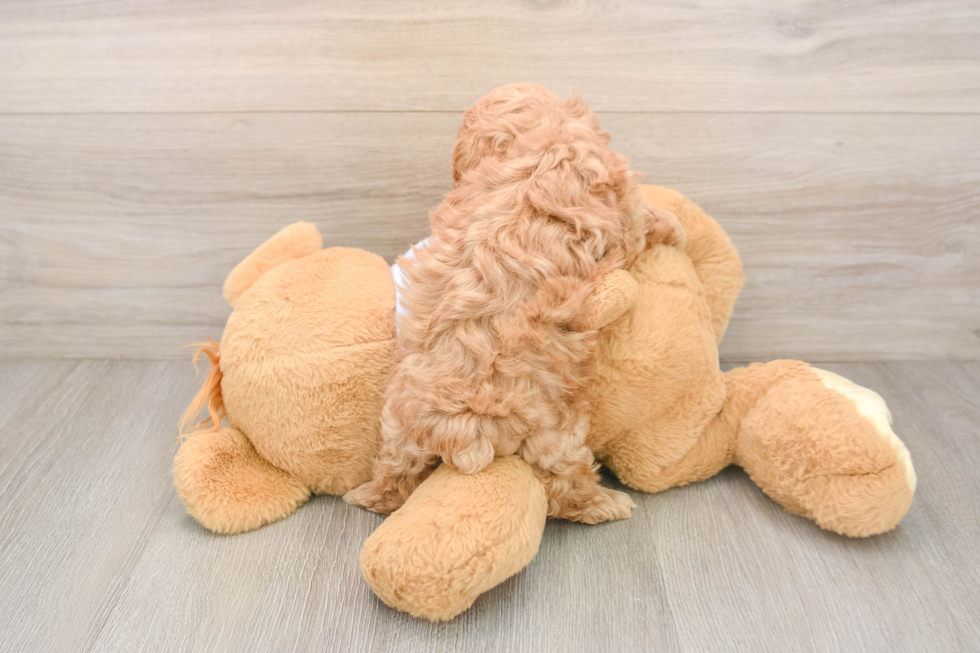 Petite Maltipoo Poodle Mix Pup