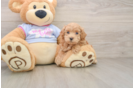 Best Maltipoo Baby