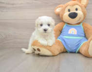 8 week old Maltipoo Puppy For Sale - Premier Pups