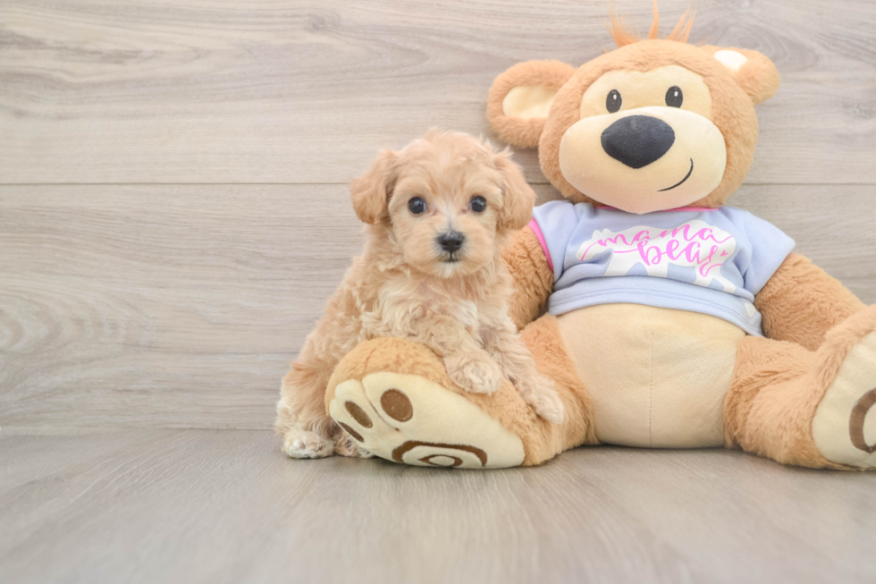 Maltipoo Puppy for Adoption