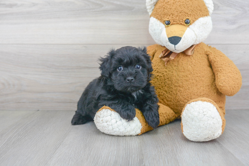 Maltipoo Pup Being Cute