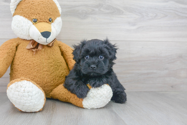 Maltipoo Puppy for Adoption