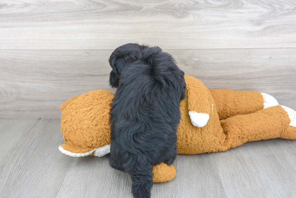 Little Maltese Poodle Poodle Mix Puppy