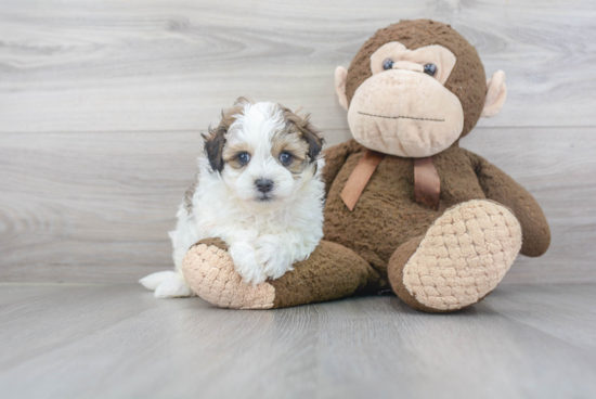 Popular Maltipoo Poodle Mix Pup