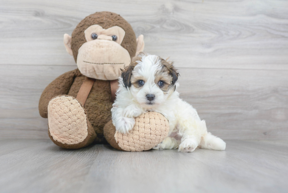 Playful Maltepoo Poodle Mix Puppy