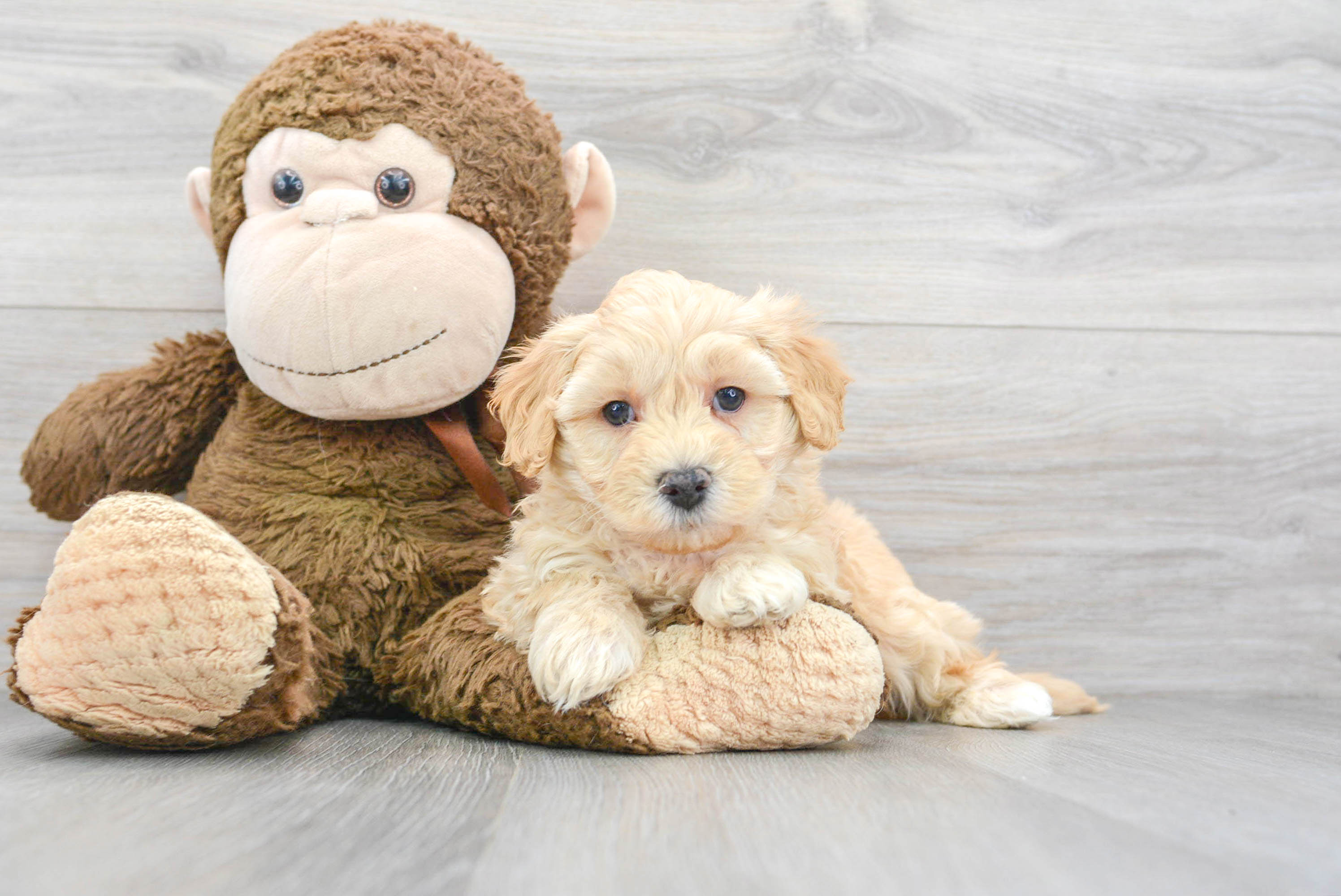 Popular Maltipoo Poodle Mix Pup