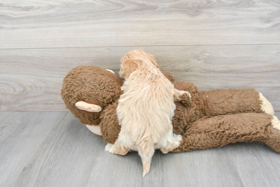 Energetic Maltepoo Poodle Mix Puppy