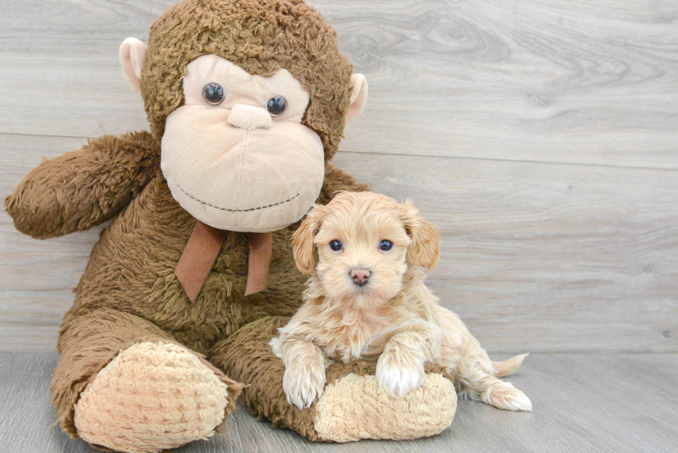 Maltipoo Puppy for Adoption