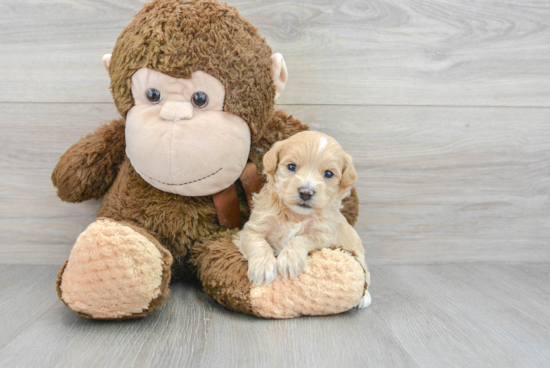 Maltipoo Puppy for Adoption