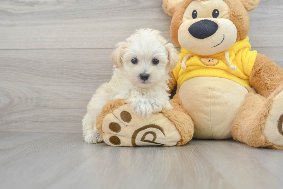 Sweet Maltipoo Baby