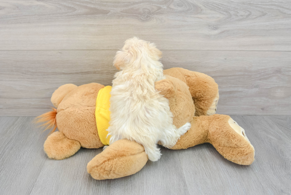 Popular Maltipoo Poodle Mix Pup