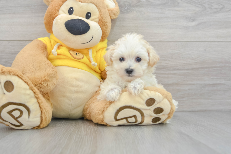 Happy Maltipoo Baby