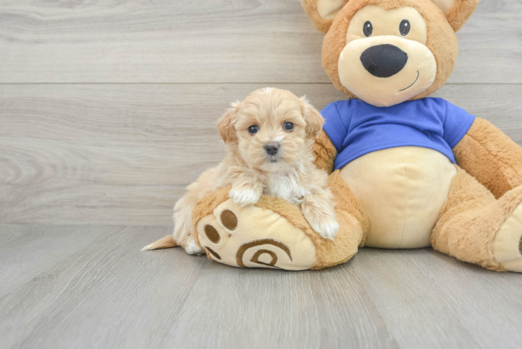 Maltipoo Pup Being Cute