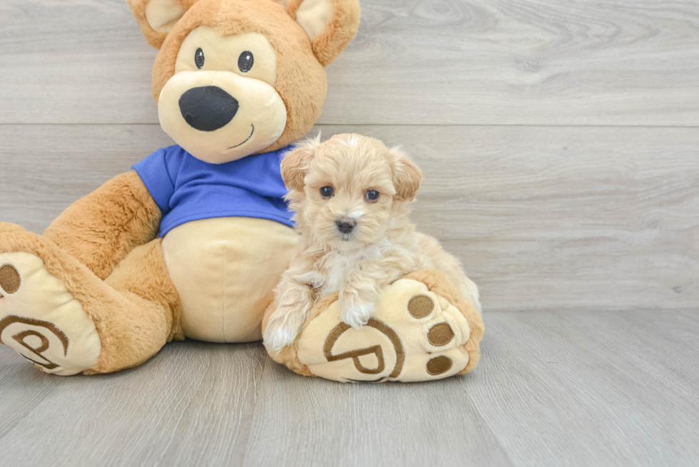 Maltipoo Pup Being Cute