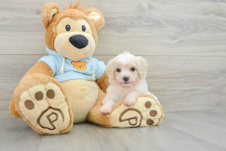 Funny Maltipoo Poodle Mix Pup