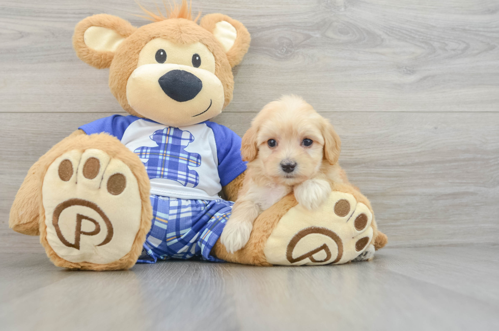 6 week old Maltipoo Puppy For Sale - Premier Pups