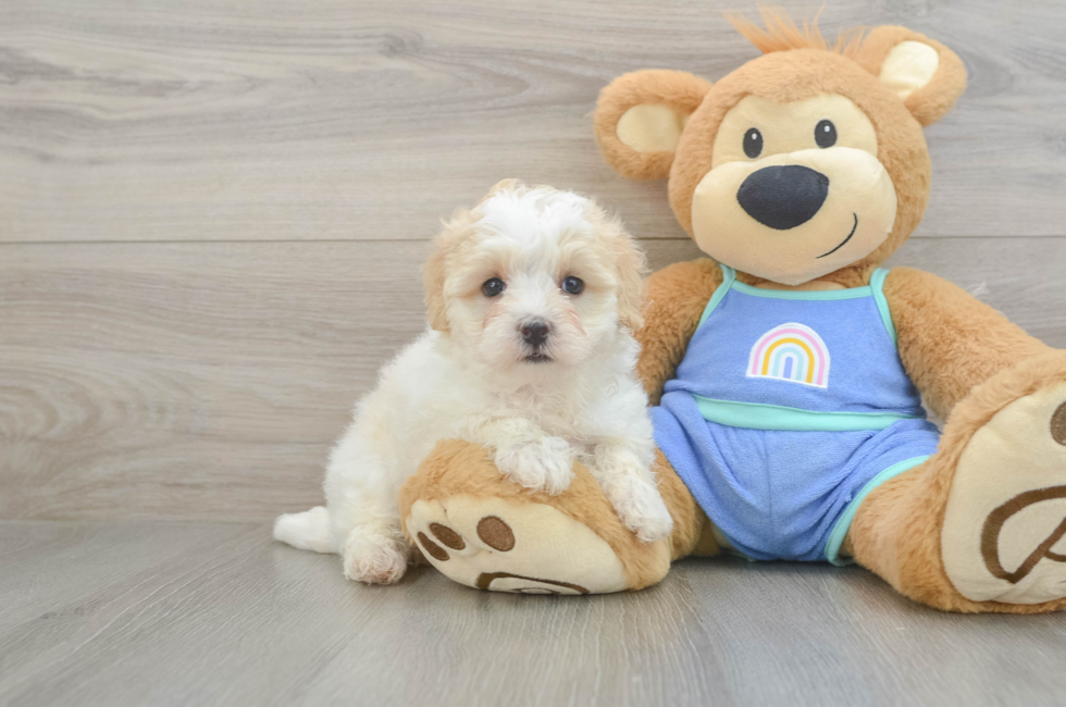 6 week old Maltipoo Puppy For Sale - Premier Pups