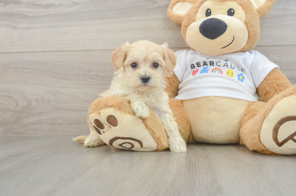 6 week old Maltipoo Puppy For Sale - Premier Pups