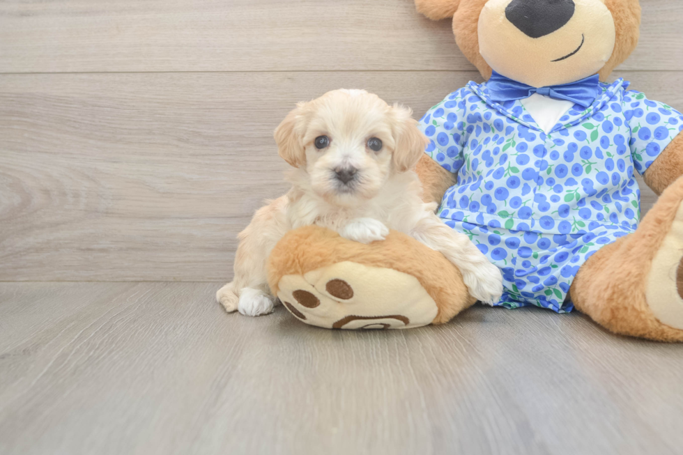 Maltipoo Puppy for Adoption