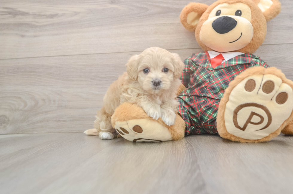 5 week old Maltipoo Puppy For Sale - Premier Pups