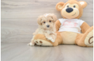 Playful Moodle Poodle Mix Puppy